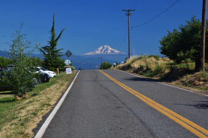 the Hood River Lavender Farm with Mt. Adams in the background